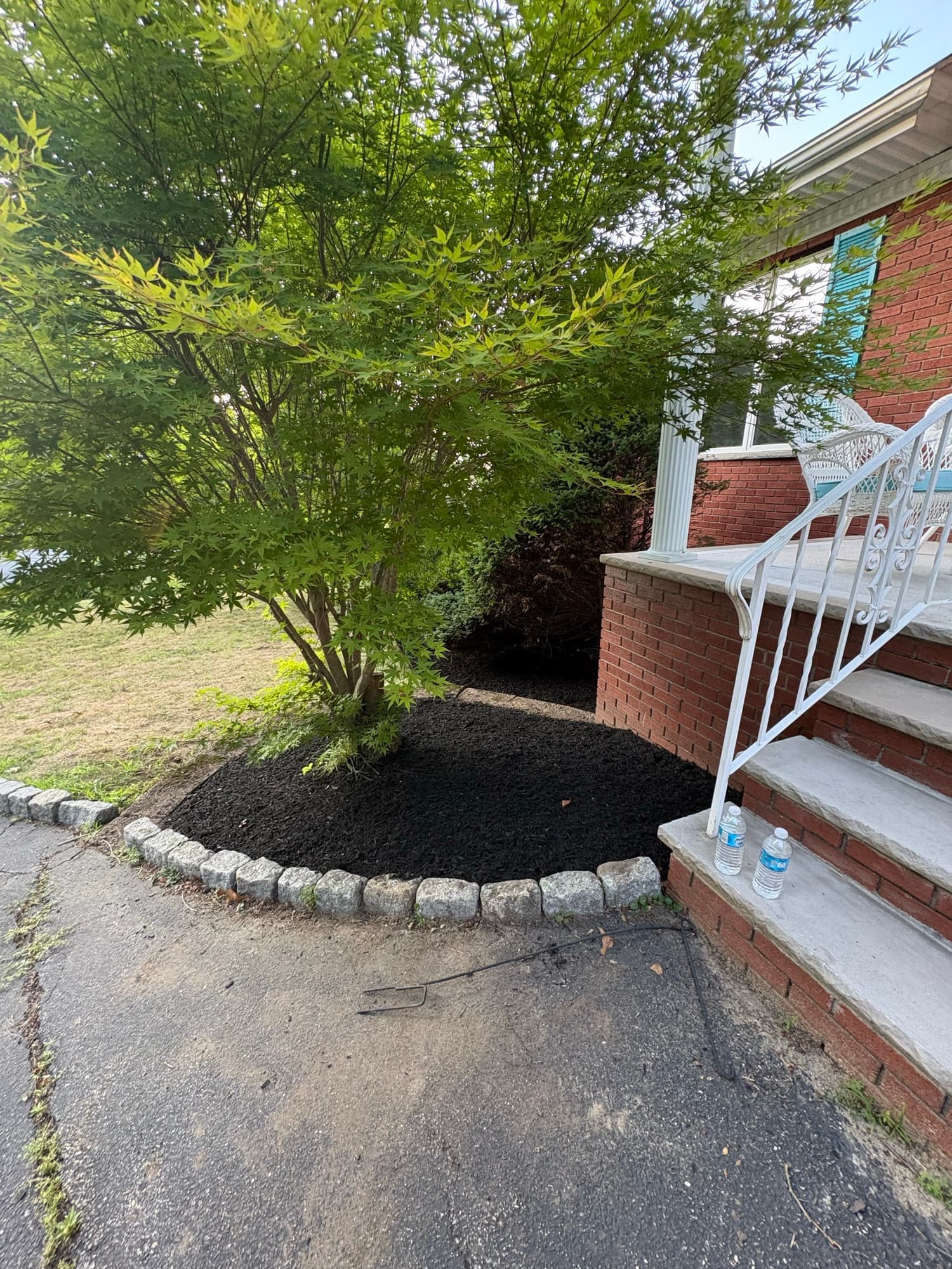 Japanese maple in a black mulch bed with cobblestone edging beside brick front steps